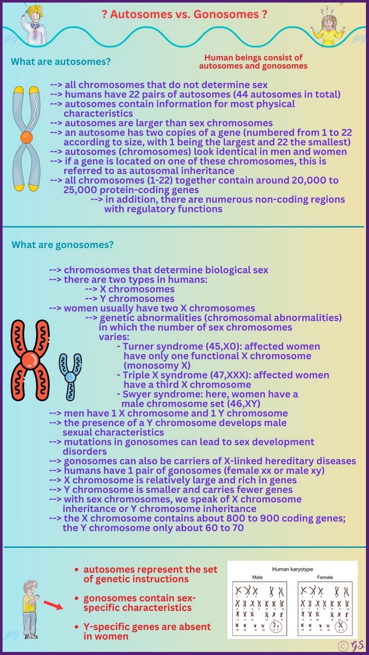 Autosomen vs. Gonosomen
