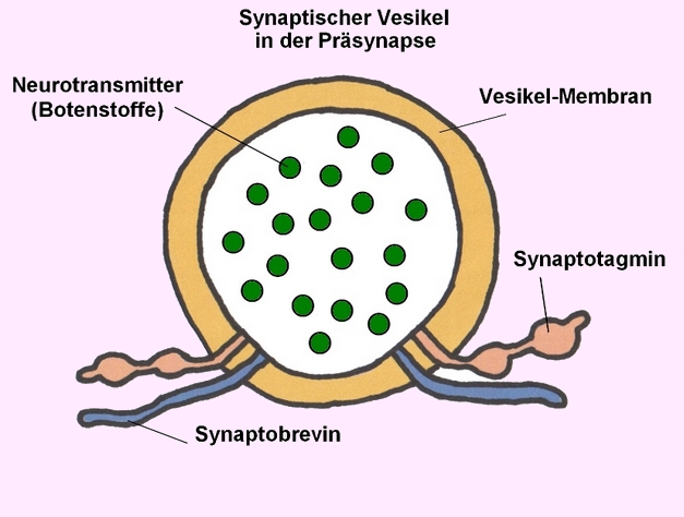 Vesikel