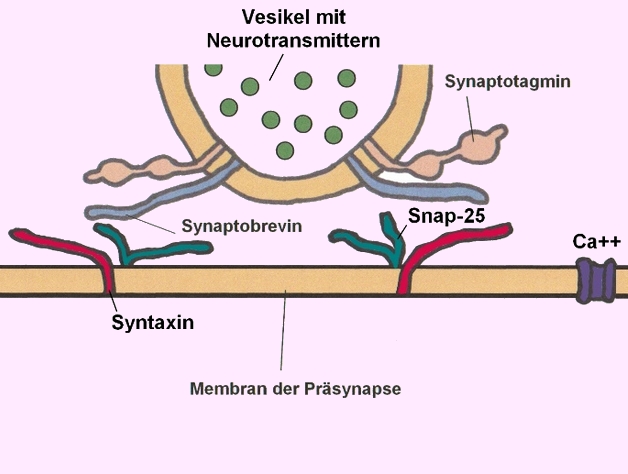 Neurotransmitter