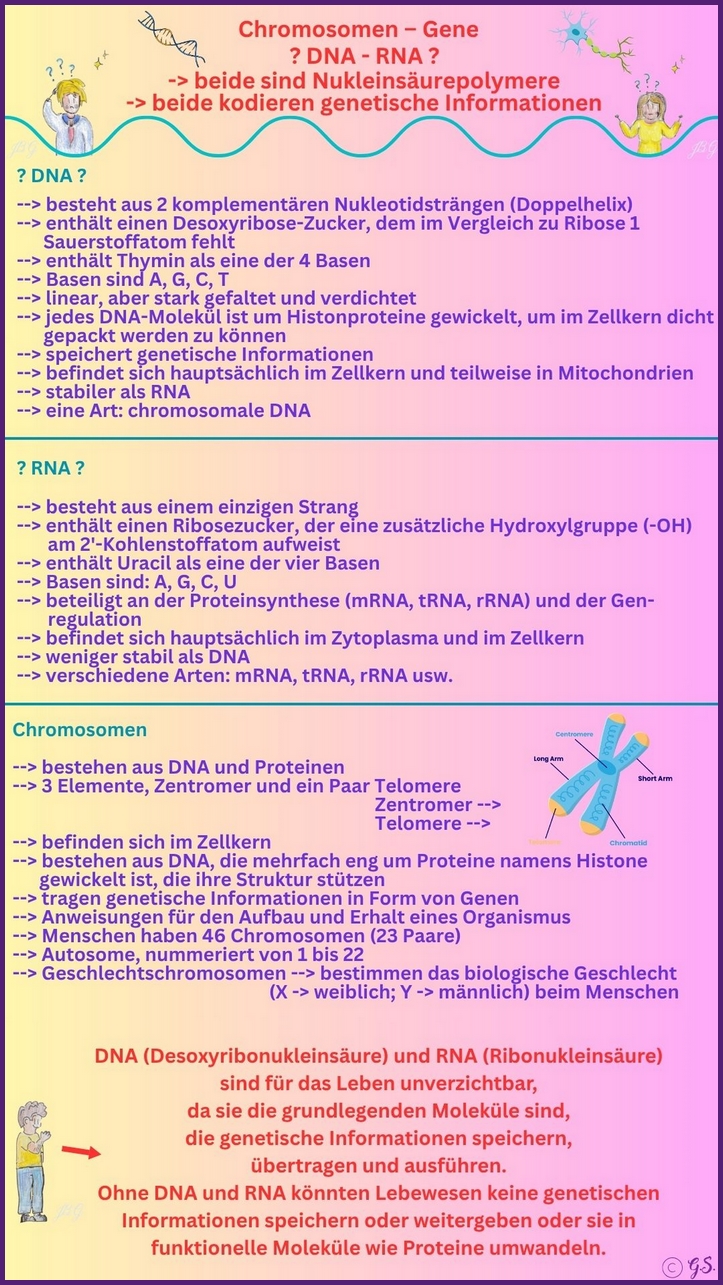 DNA, RNA und Chromosome