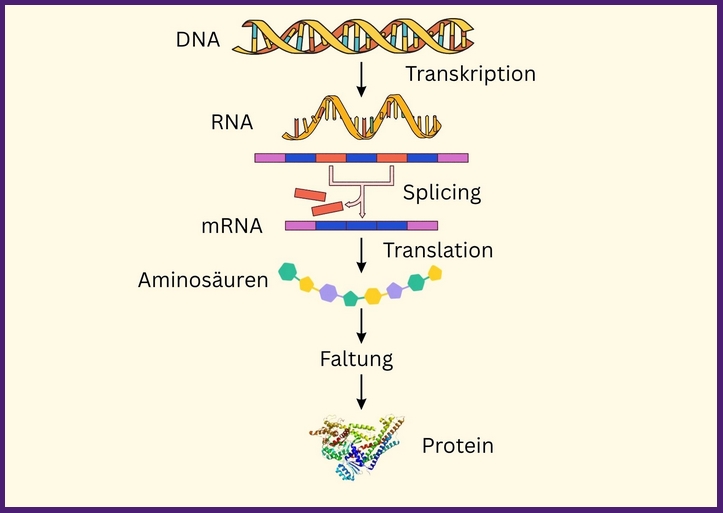 Genexpression