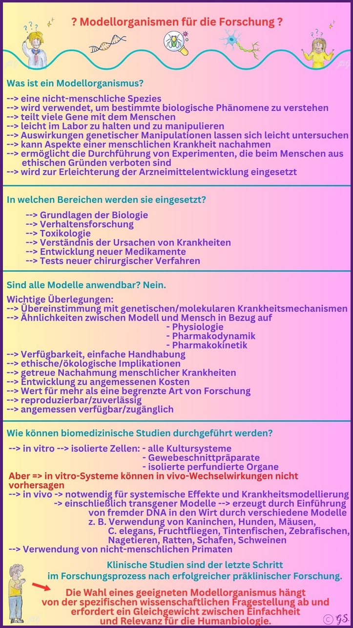 Modellorganismen in der Forschung