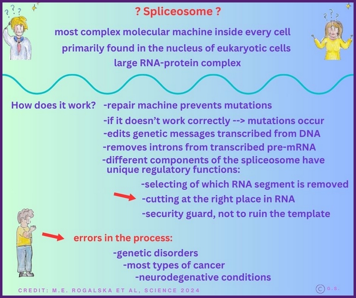Was ist ein Spleißome?